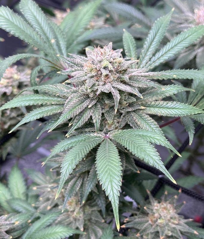 "Pax Genetix" Somango Autoflower Seeds 3+1 Stück