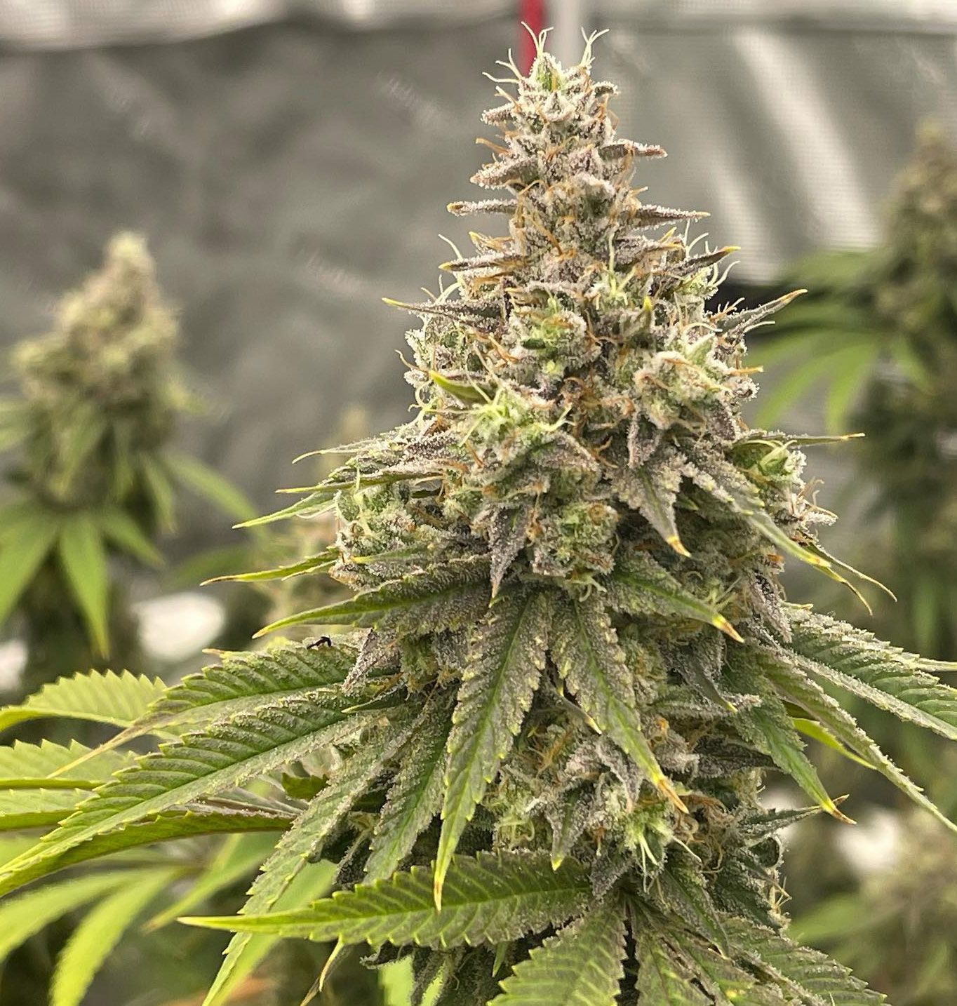 "Pax Genetix" Amnesia Autoflower Seeds 3+1 Stück