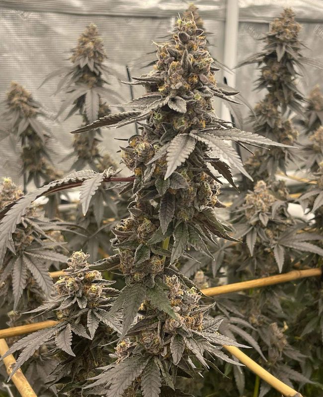"Pax Genetix" Critical 2.0 Autoflower Seeds 3+1 Stück