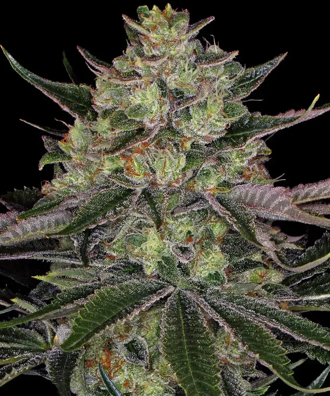 "Barney's Farm" Gorilla Zkittlez Feminisiert - 5 Samen
