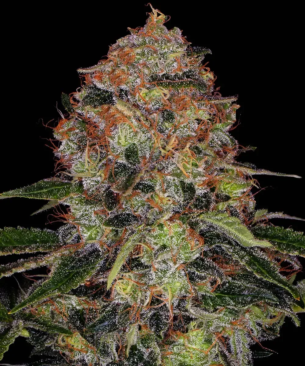 "Barney's Farm" Shiskaberry Feminisiert - 5 Samen