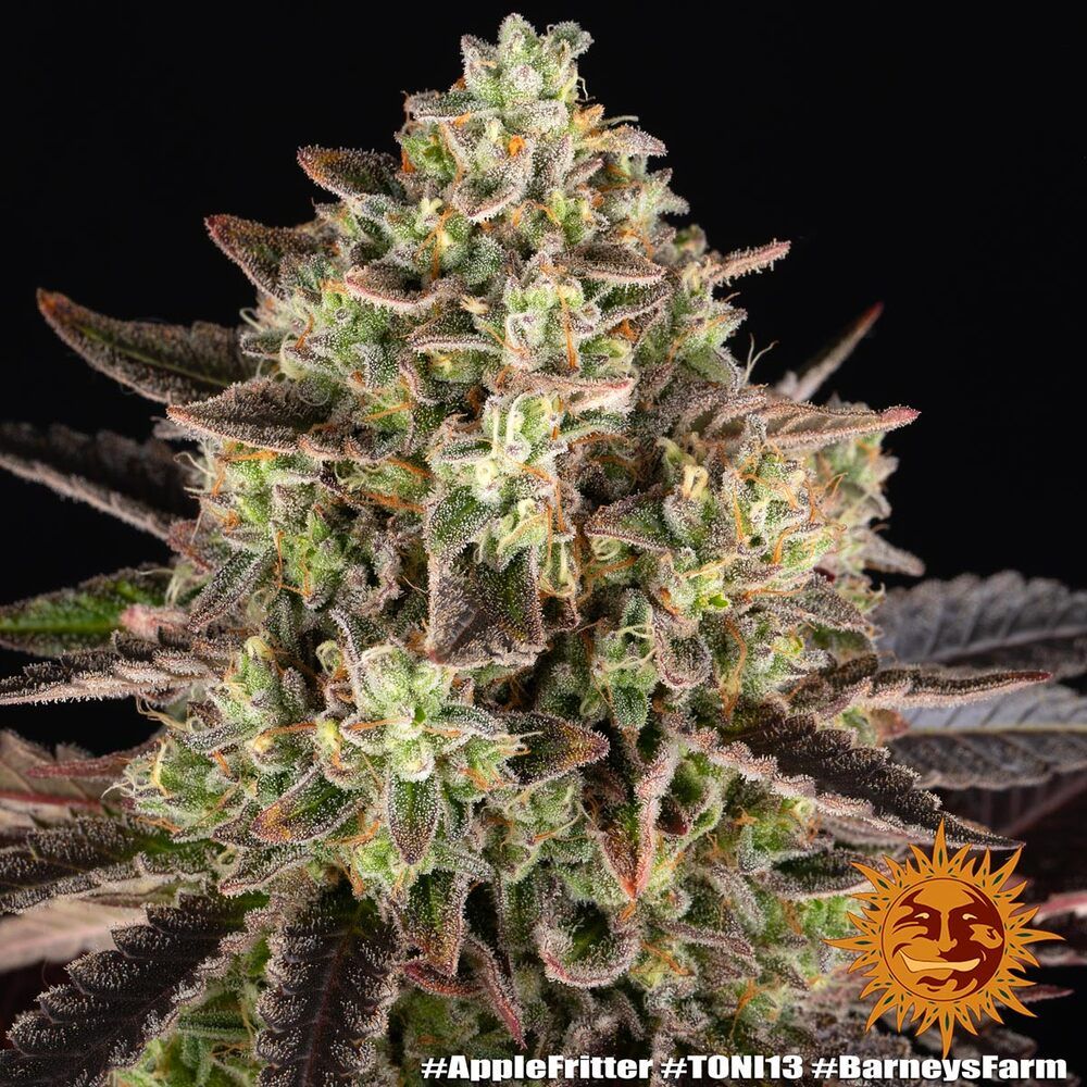 "Barney's Farm" Apple Fritter Feminisiert - 5 Samen