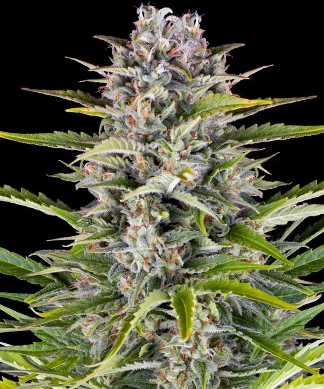"Barney's Farm" Gorilla Zkittlez Automatik - 5 Samen