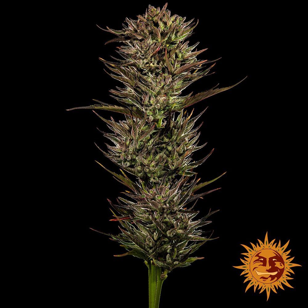 "Barney's Farm" Thin Mint x Sour Pinot Automatik - 5 Samen