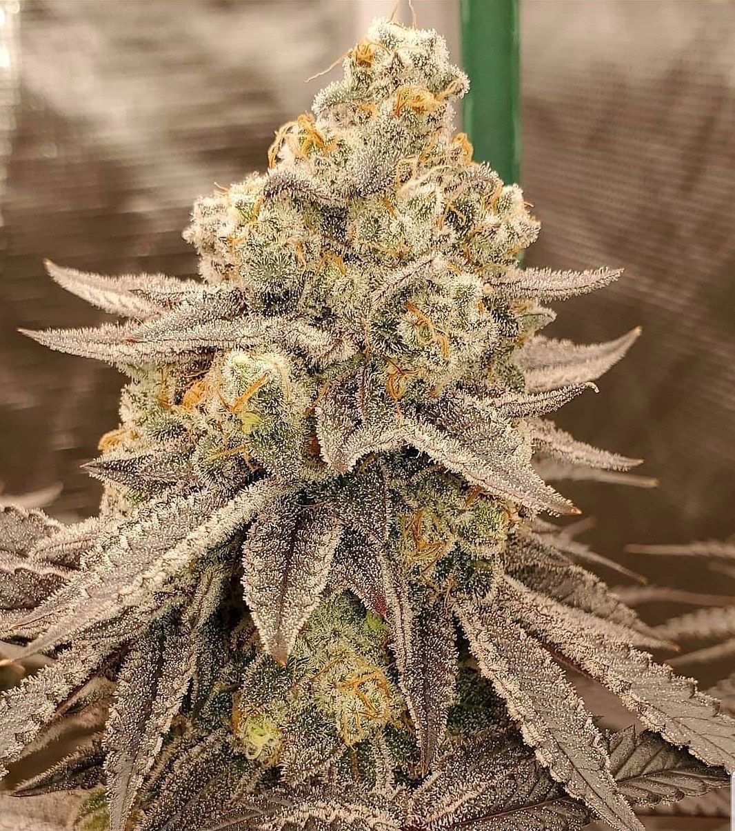 "Pax Genetix" Forbidden Fruit Autoflower Seeds 3+1 Stück