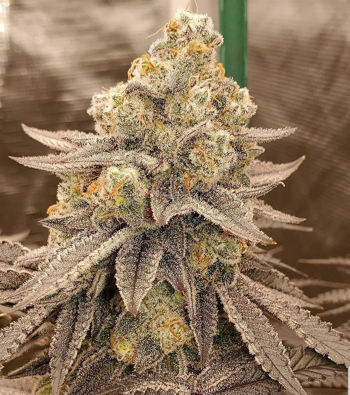 "Pax Genetix" Forbidden Fruit Autoflower Seeds 3+1 Stück