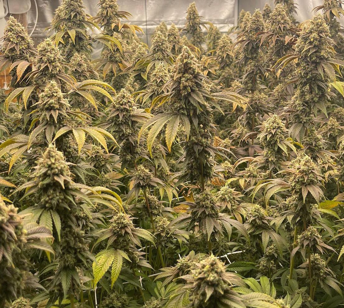 "Pax Genetix" Northern Lights Autoflower Seeds 3+1 Stück
