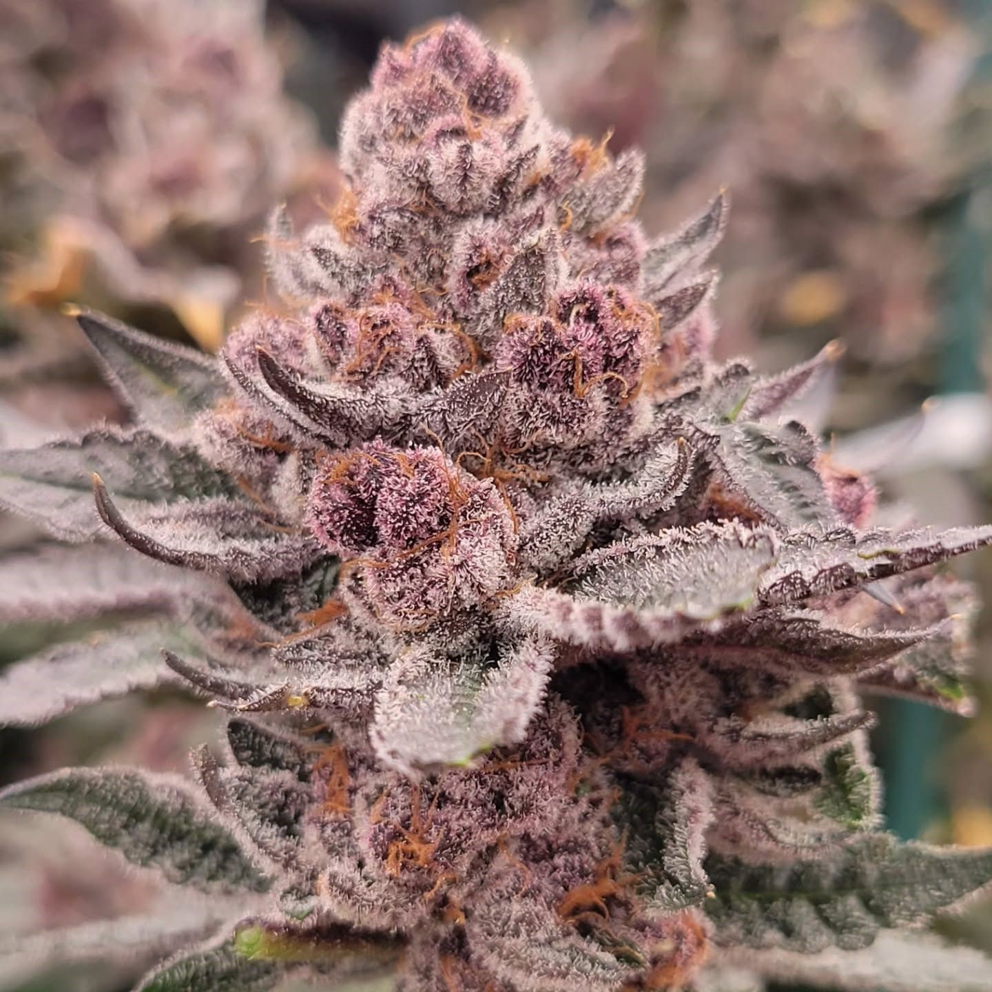 "Pax Genetix" Rainbow Panties Feminisierte Seeds 3+1 Stück