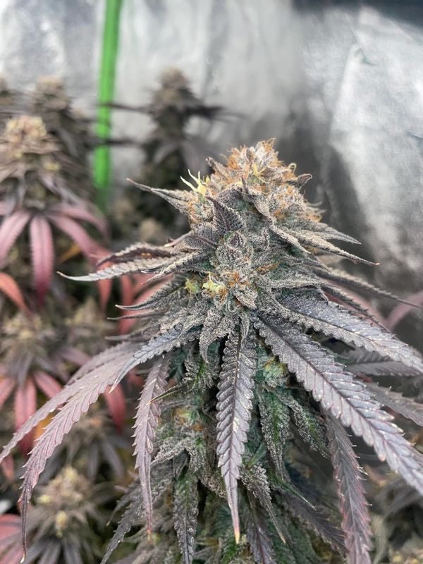 "Pax Genetix" Rainbow Mintz Feminisierte Seeds 3+1 Stück