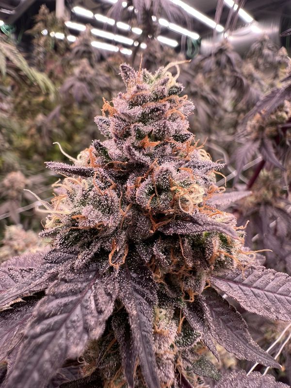 "Pax Genetix" Zoap Bubbles Feminisierte Seeds 3+1 Stück