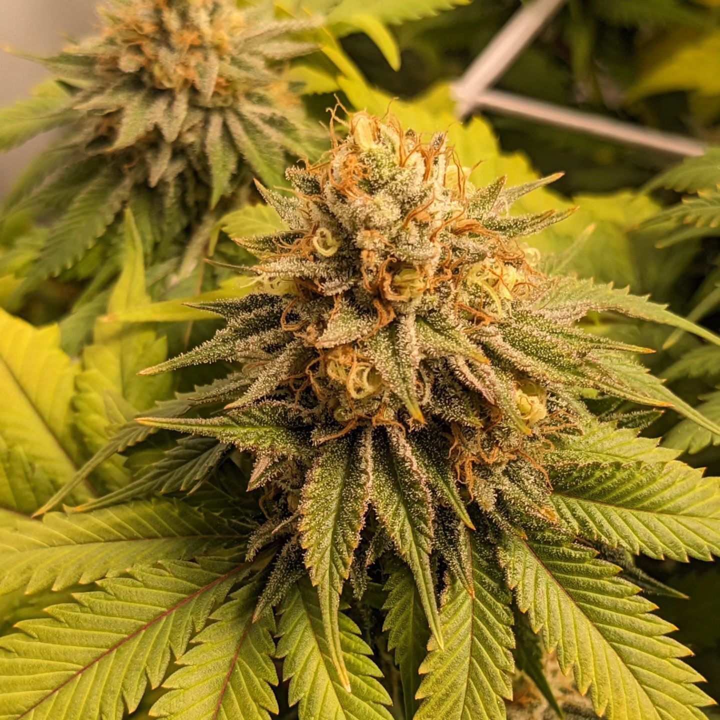 "Pax Genetix" Rainbow Runtz Feminisierte Seeds 3+1 Stück