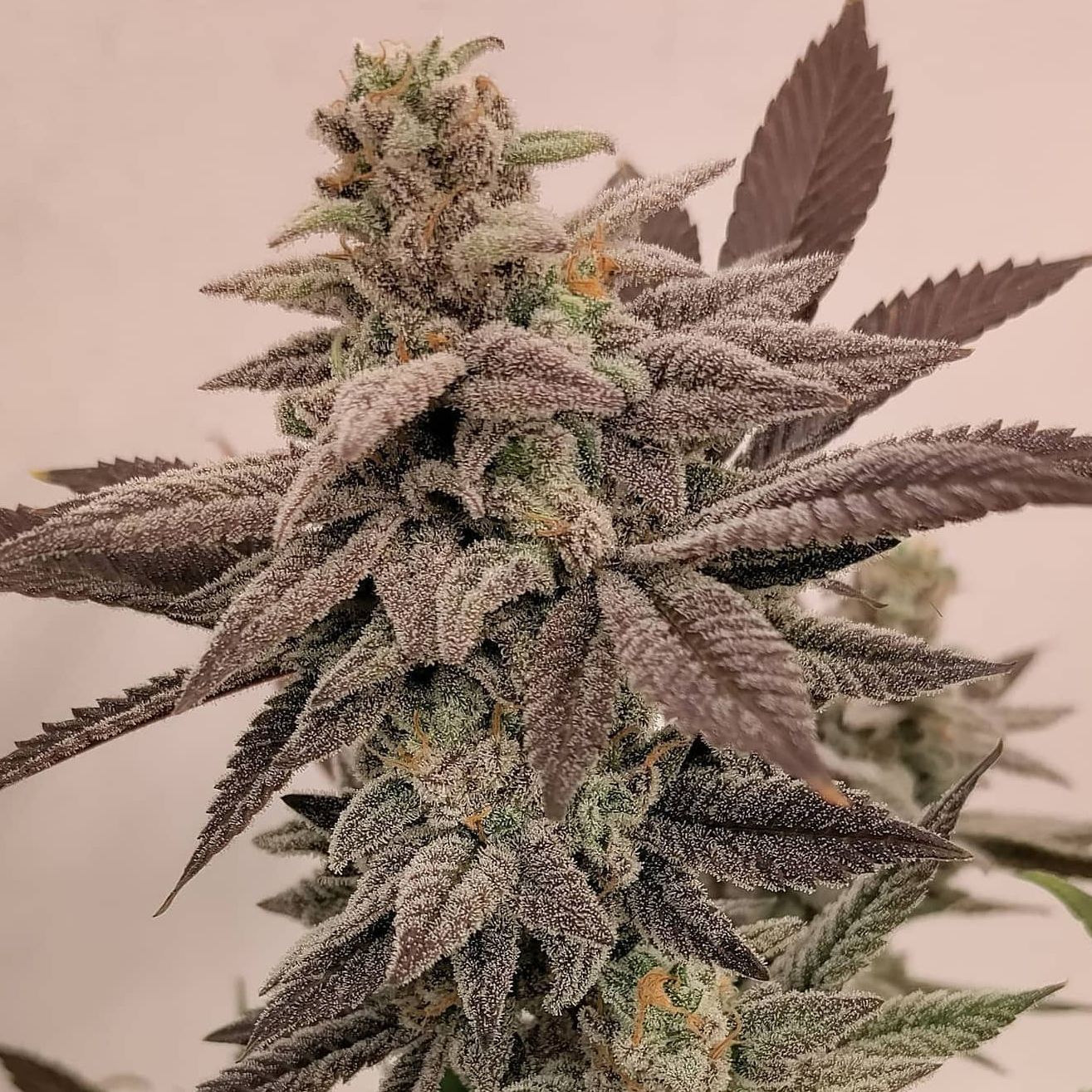 "Pax Genetix" Rainbow Sky Feminisierte Seeds 3+1 Stück