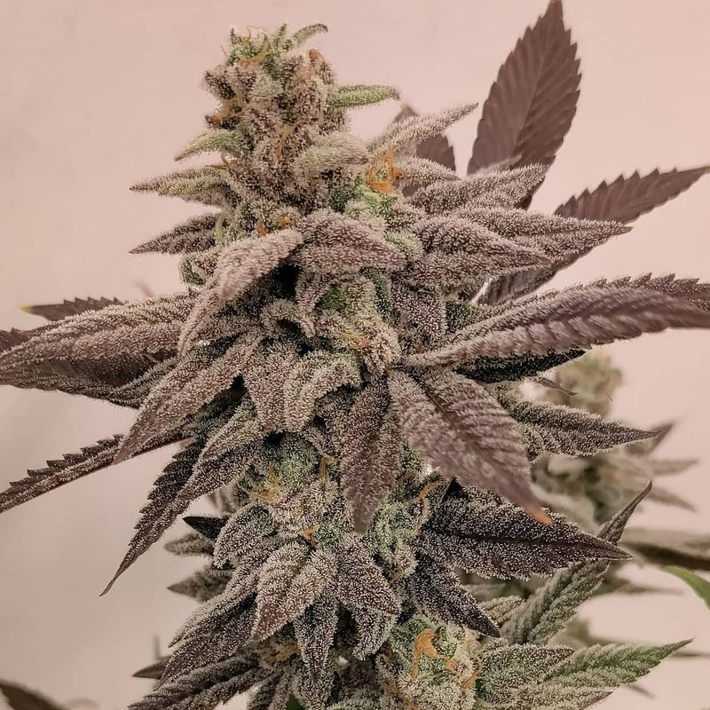 "Pax Genetix" Rainbow Sky Feminisierte Seeds 3+1 Stück