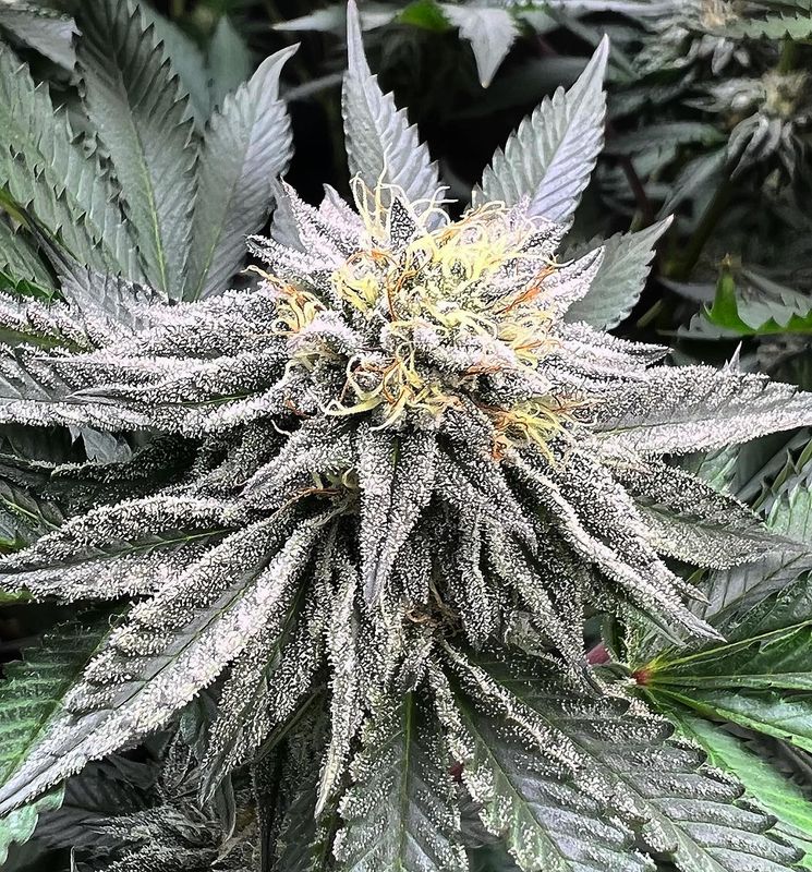 "Pax Genetix" Rainbow Drops Feminisierte Seeds 3+1 Stück