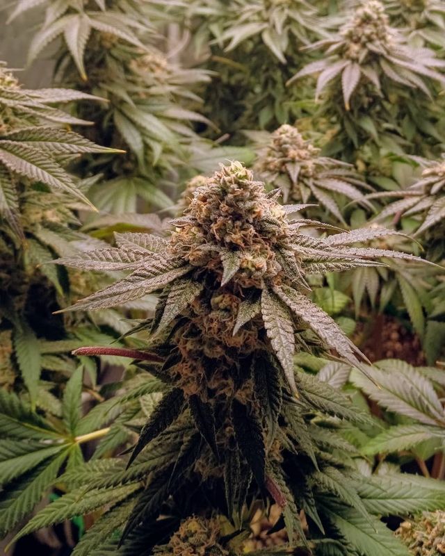 "Pax Genetix" Rainboof Feminisierte Seeds 3+1 Stück