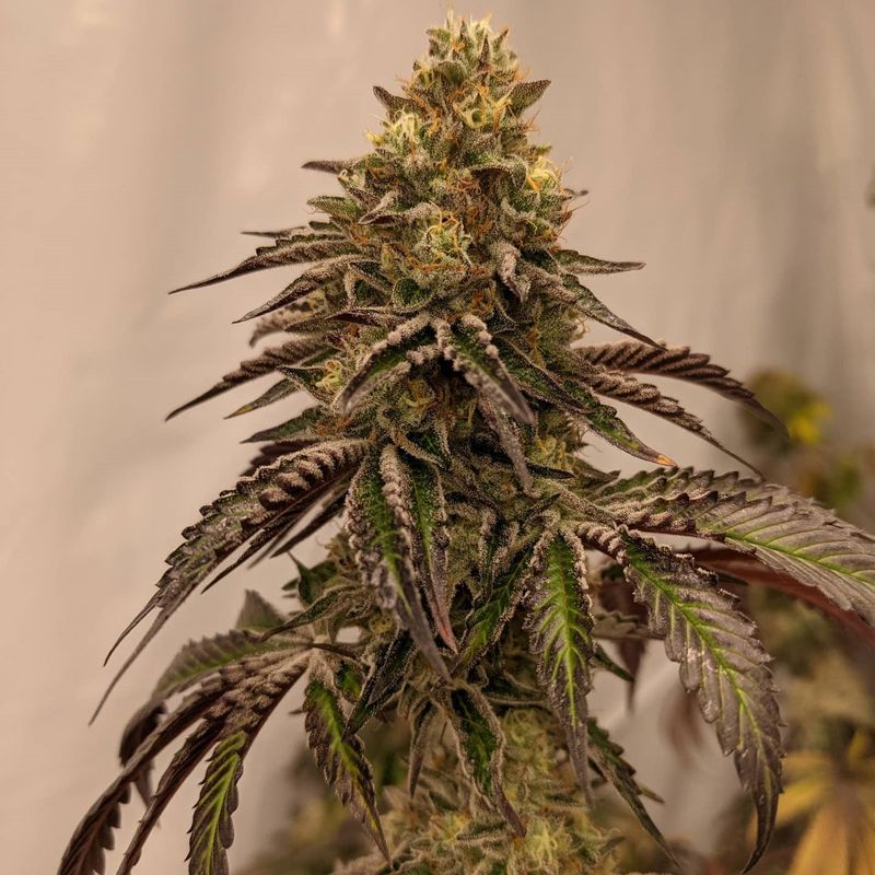 "Pax Genetix" Fruit Loopz Feminisierte Seeds 3+1 Stück