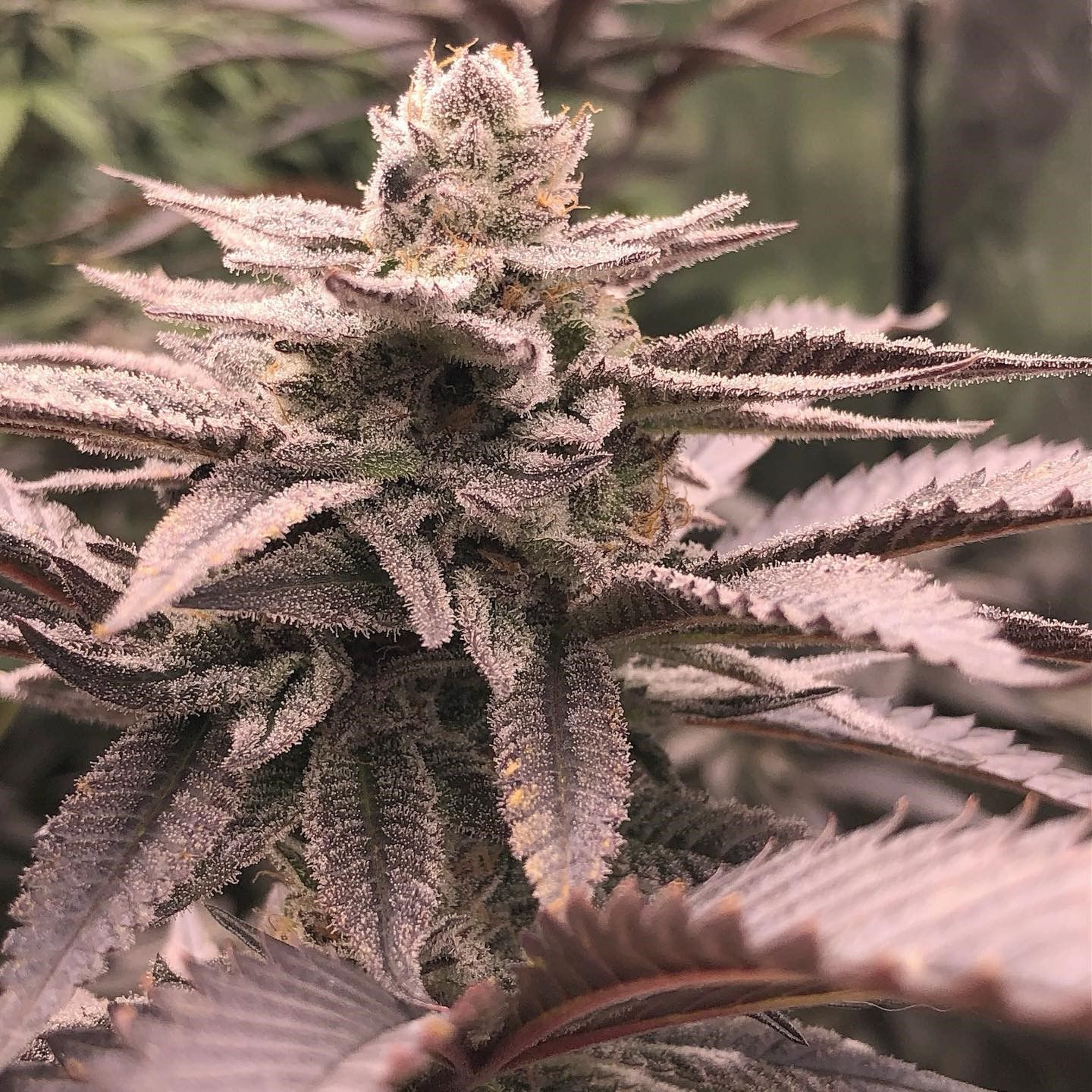 "Pax Genetix" Sundae Sprinkles Feminisierte Seeds 3+1 Stück