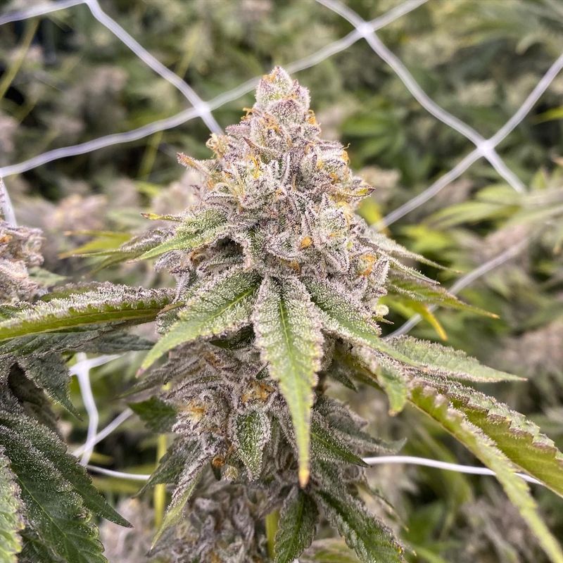 "Pax Genetix" Rainbow Apples Feminisierte Seeds 3+1 Stück
