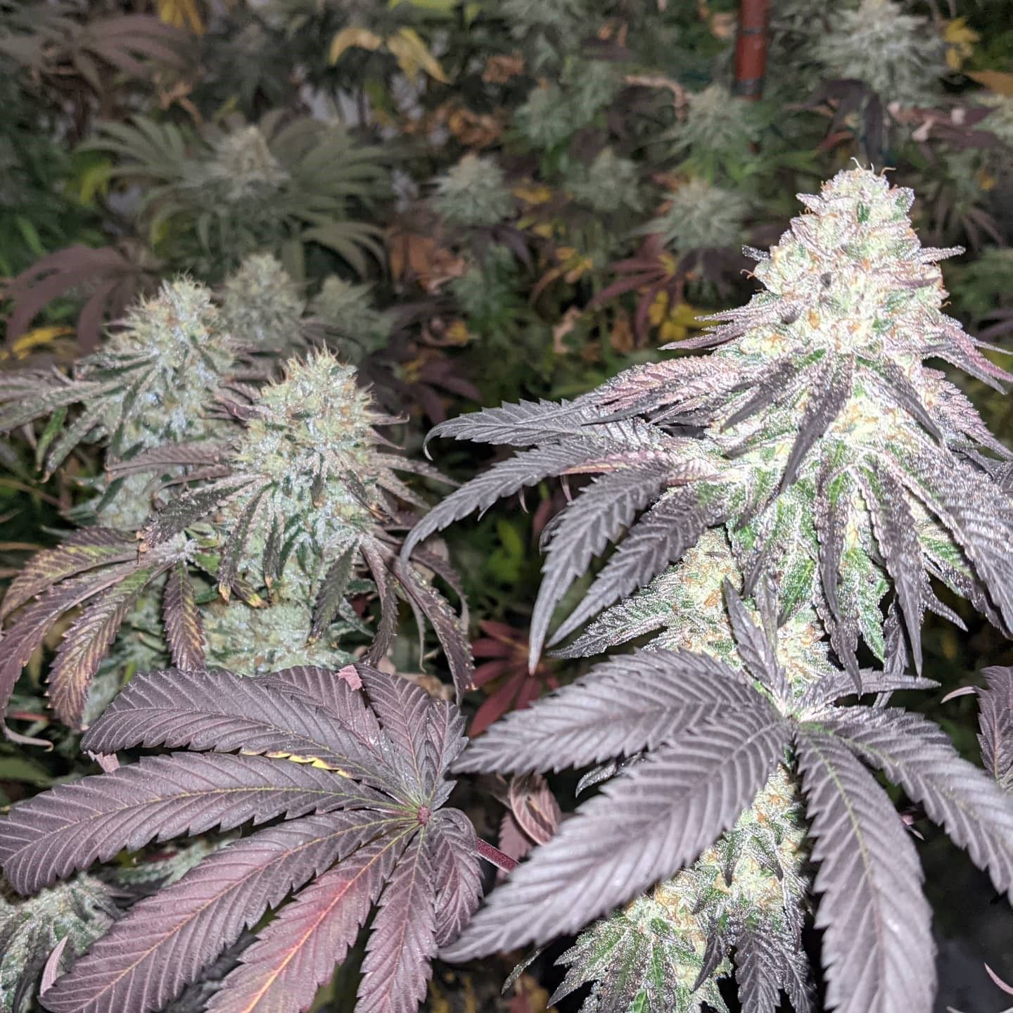 "Pax Genetix" Rainbow Gasoline Feminisierte Seeds 3+1 Stück
