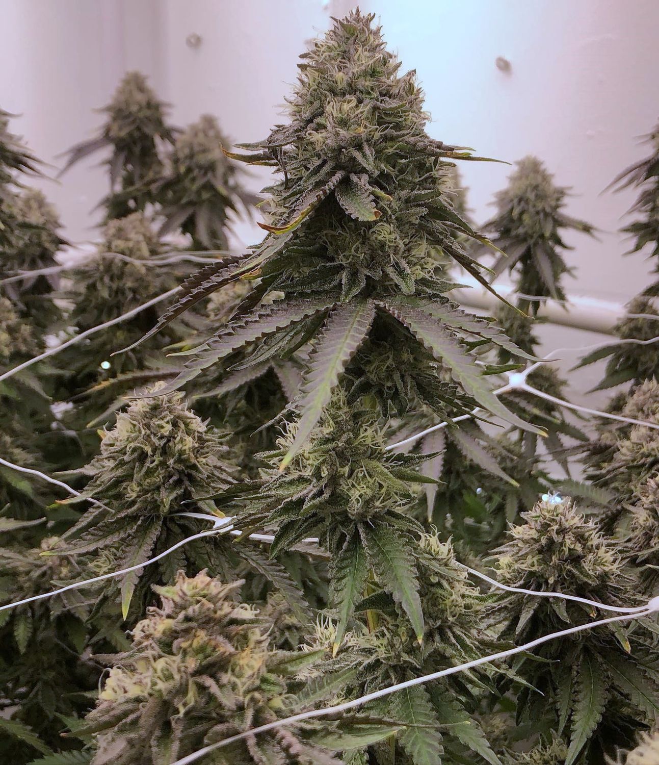 "Pax Genetix" Rainbow Smilez Feminisierte Seeds 3+1 Stück