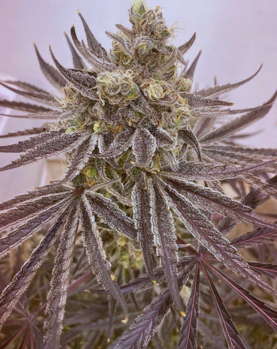 "Pax Genetix" Rainbow Oreoz Feminisierte Seeds 3+1 Stück