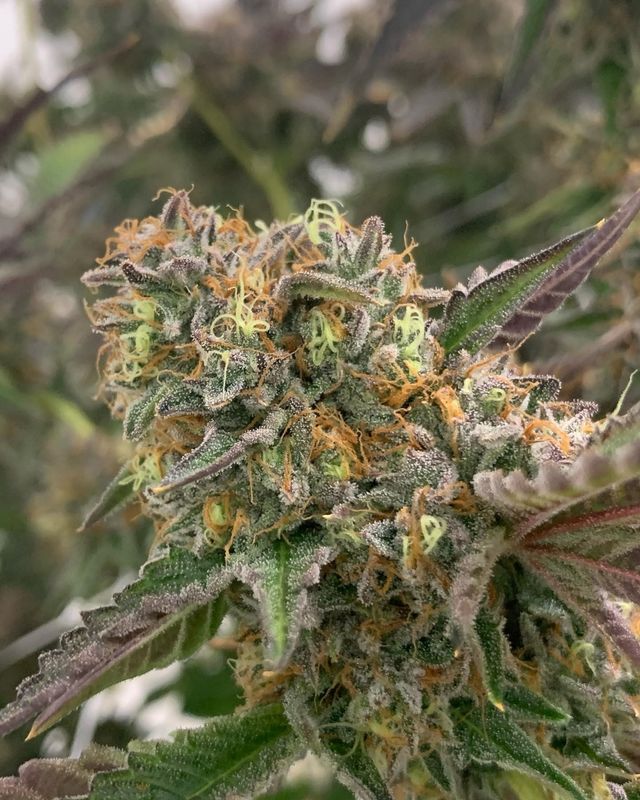 "Pax Genetix" Permanent Marker Autoflower Seeds 3+1 Stück