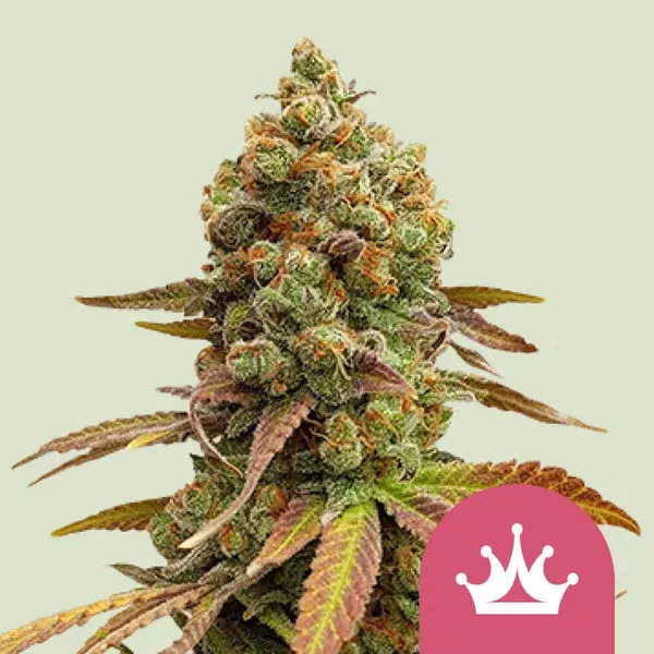 "Royal Queen Seeds" Special Queen Feminisiert - 3 Samen
