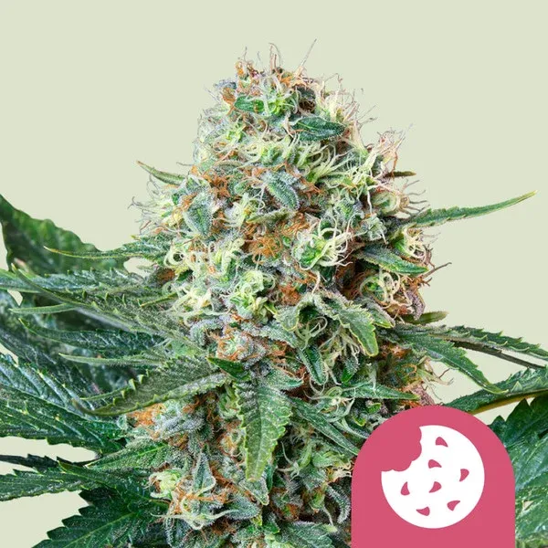 "Royal Queen Seeds" Royal Cookies Feminisiert - 3 Samen