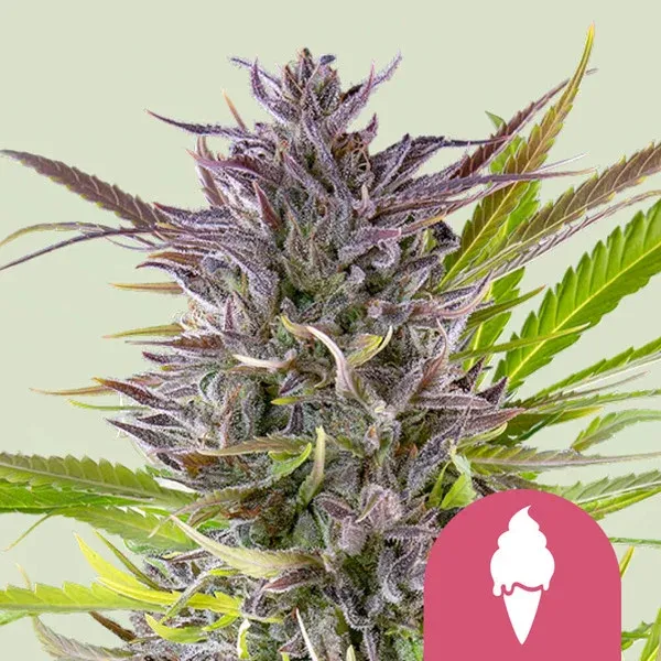 "Royal Queen Seeds" Green Gelato Feminisiert - 3 Samen