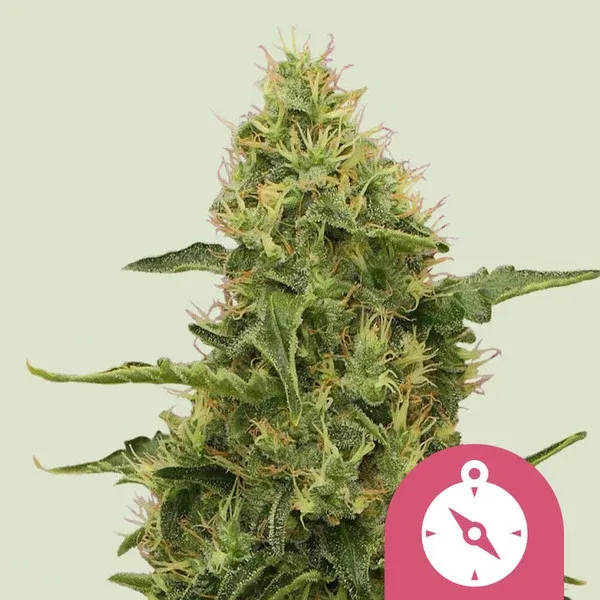 "Royal Queen Seeds" Northern Light Feminisiert - 3 Samen