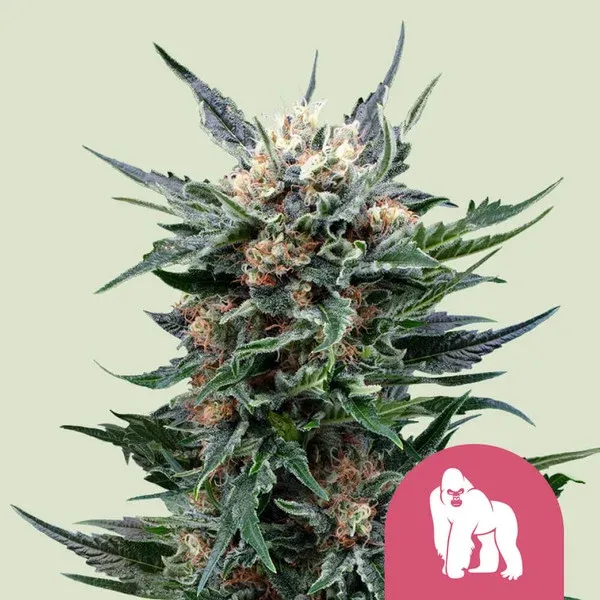 "Royal Queen Seeds" Royal Gorilla Feminisiert - 3 Samen