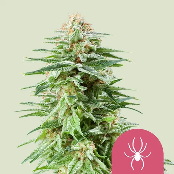 "Royal Queen Seeds" White Widdow Feminisiert - 3 Samen