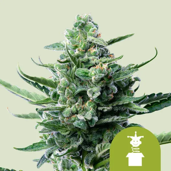"Royal Queen Seeds" Royal Jack Autoflower - 5 Samen