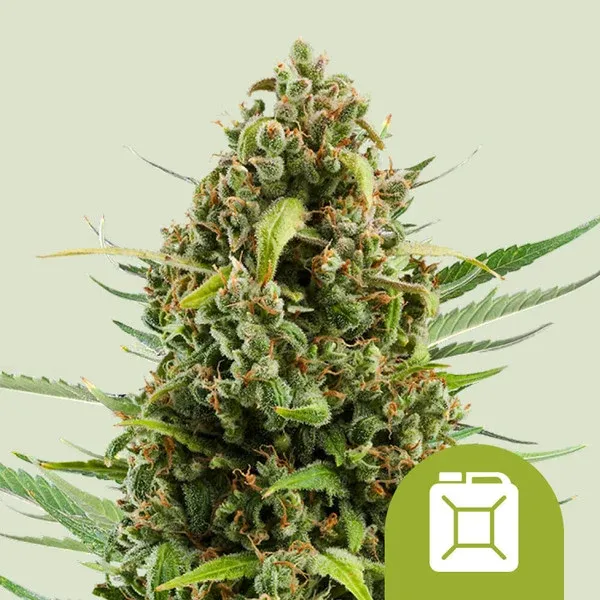 "Royal Queen Seeds" Diesel Autoflower - 5 Samen