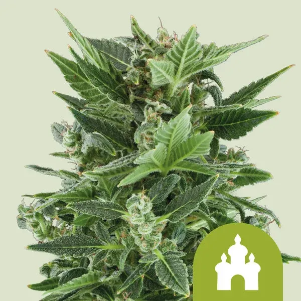 "Royal Queen Seeds" Royal Kush Autoflower - 5 Samen