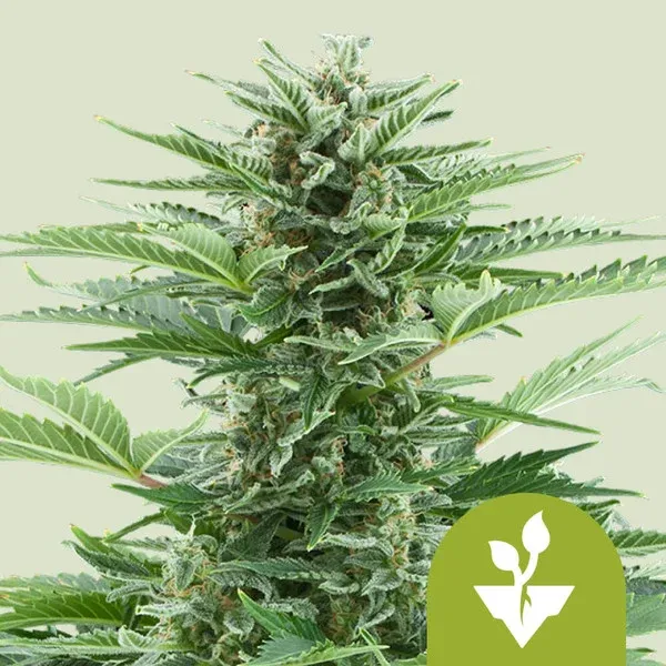 "Royal Queen Seeds" Easy Bud Autoflower - 5 Samen