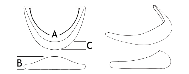Extended Anatomical Chin