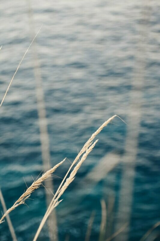 Summerwind