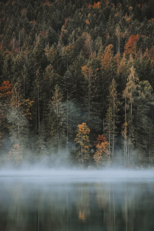 Moody Forest