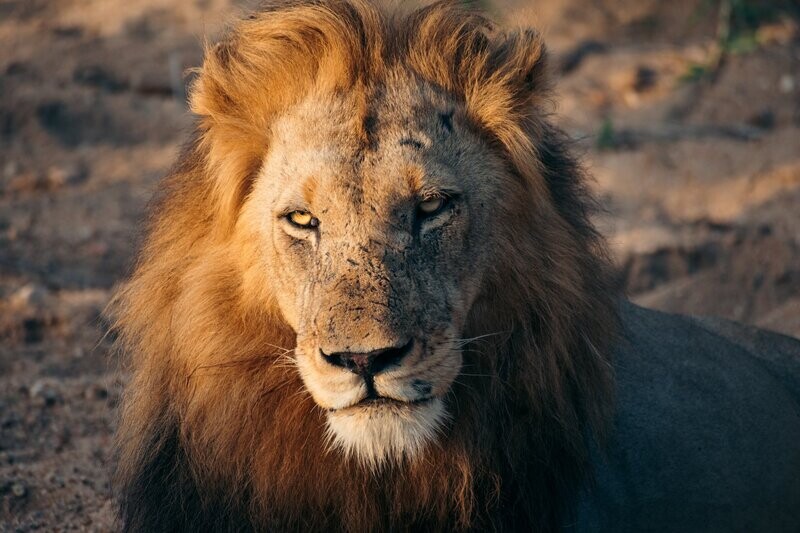 Lion