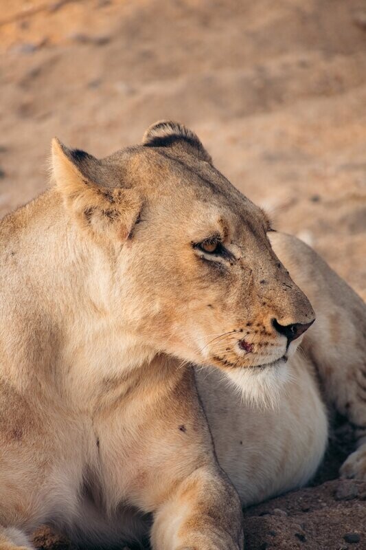 Lioness