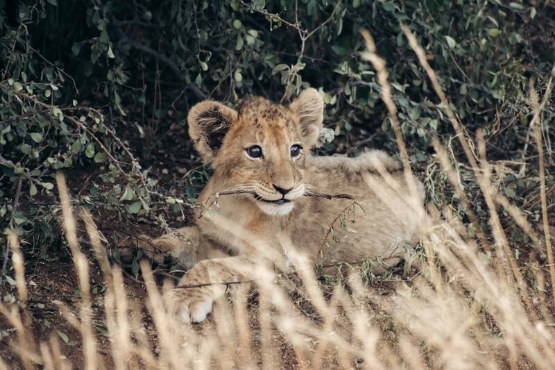 Lion cub