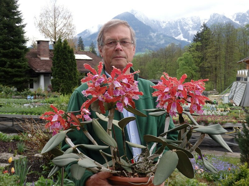 Cattleya schilleriana Cattleya schilleriana