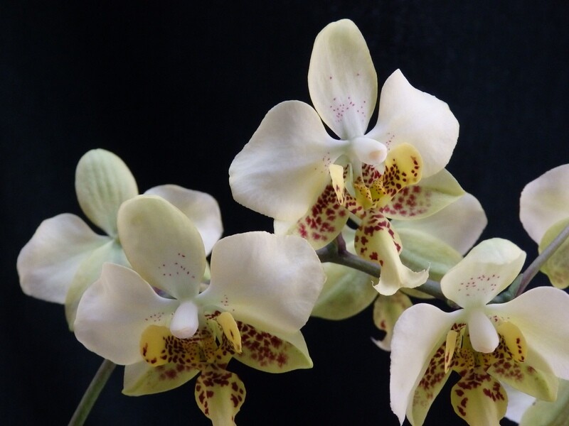 Phalaenopsis stuartiana f. punctatissima