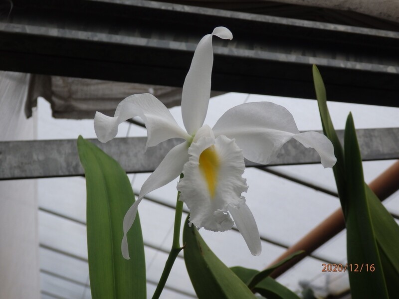 Cattleya maxima var. alba 'Rio's Memory' SM/DOG Cattleya maxima var. alba 'Rio's Memory' SM/DOG