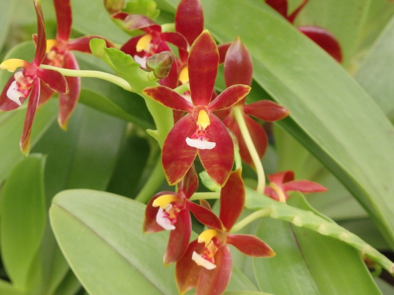 Phalaenopsis cornu-cervi