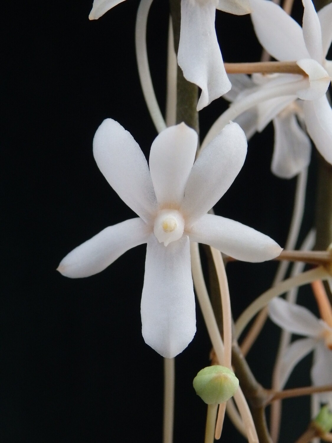 Aerangis mystacidii Aerangis mystacidii
