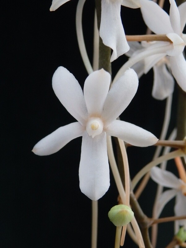Aerangis mystacidii Aerangis mystacidii