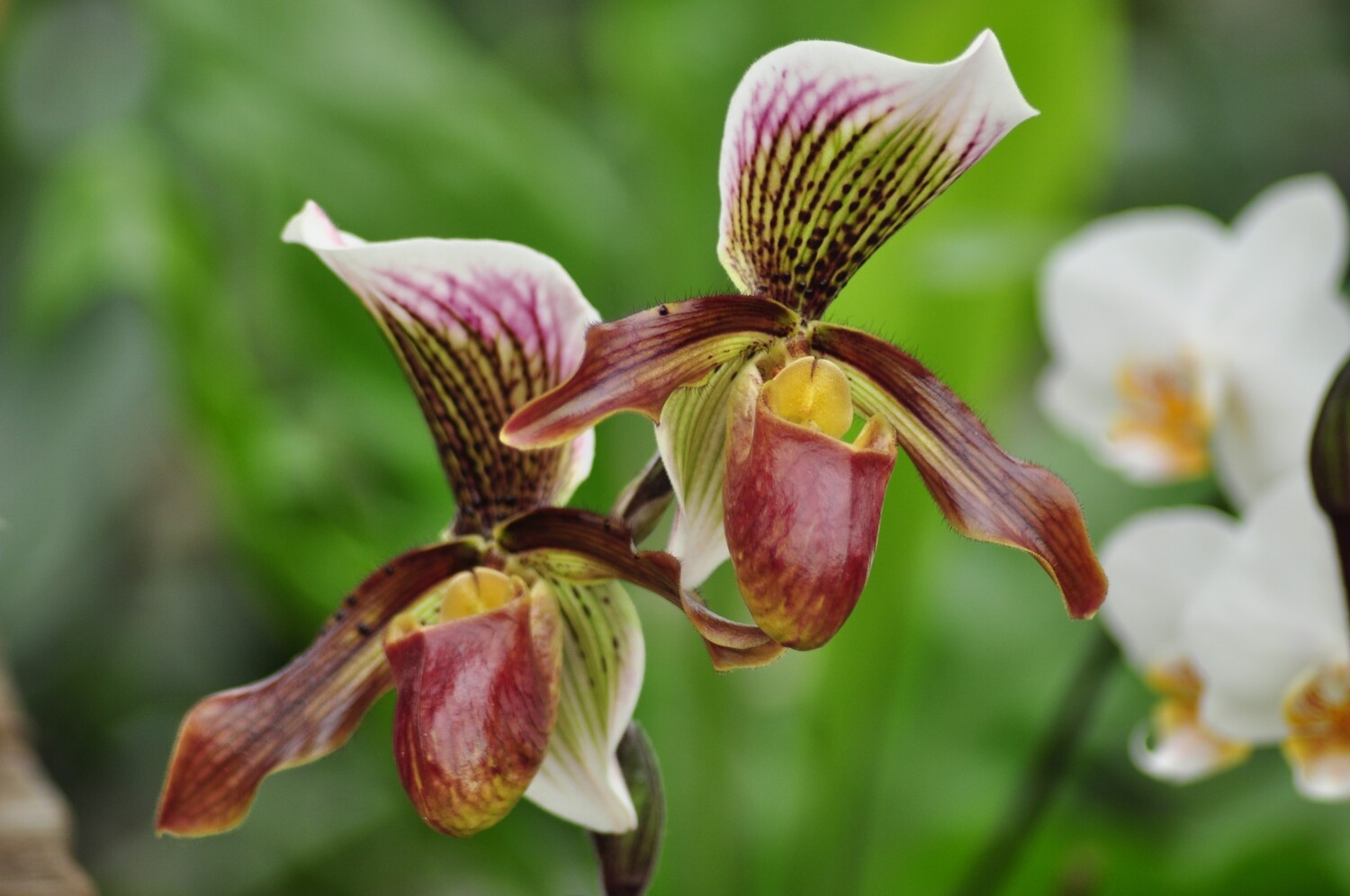 Paphiopedilum Capablanca Paphiopedilum Capablanca