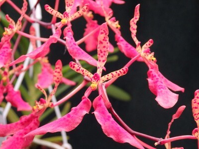 Renanthera